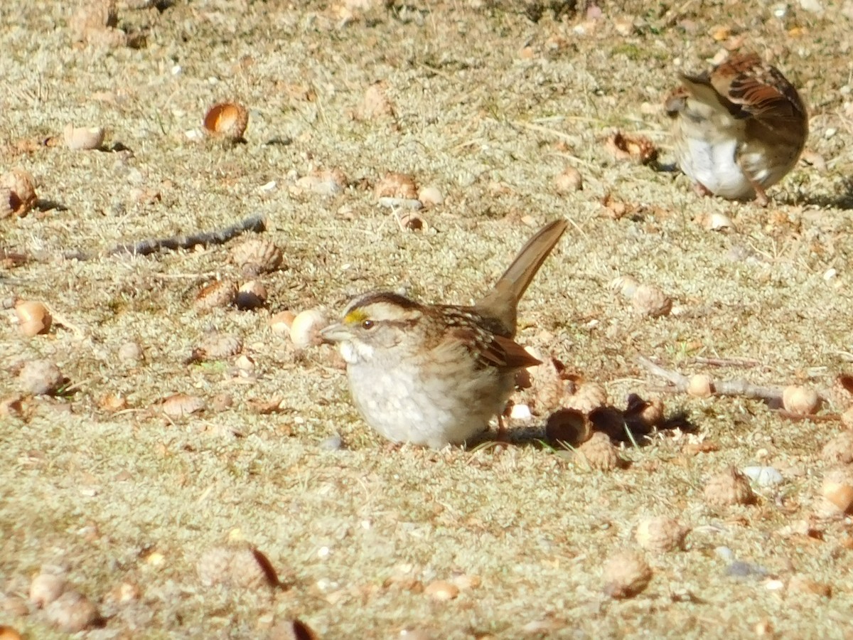 White-throated Sparrow - ML627879266