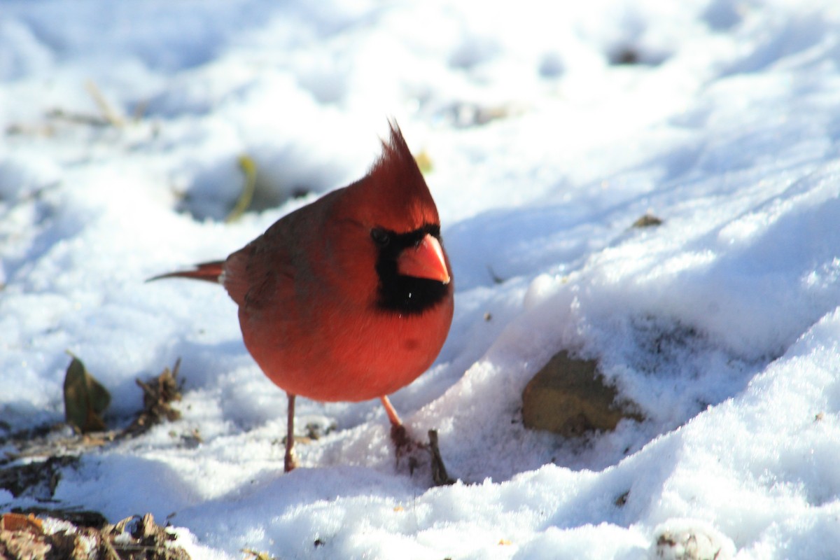 Northern Cardinal - ML627879269