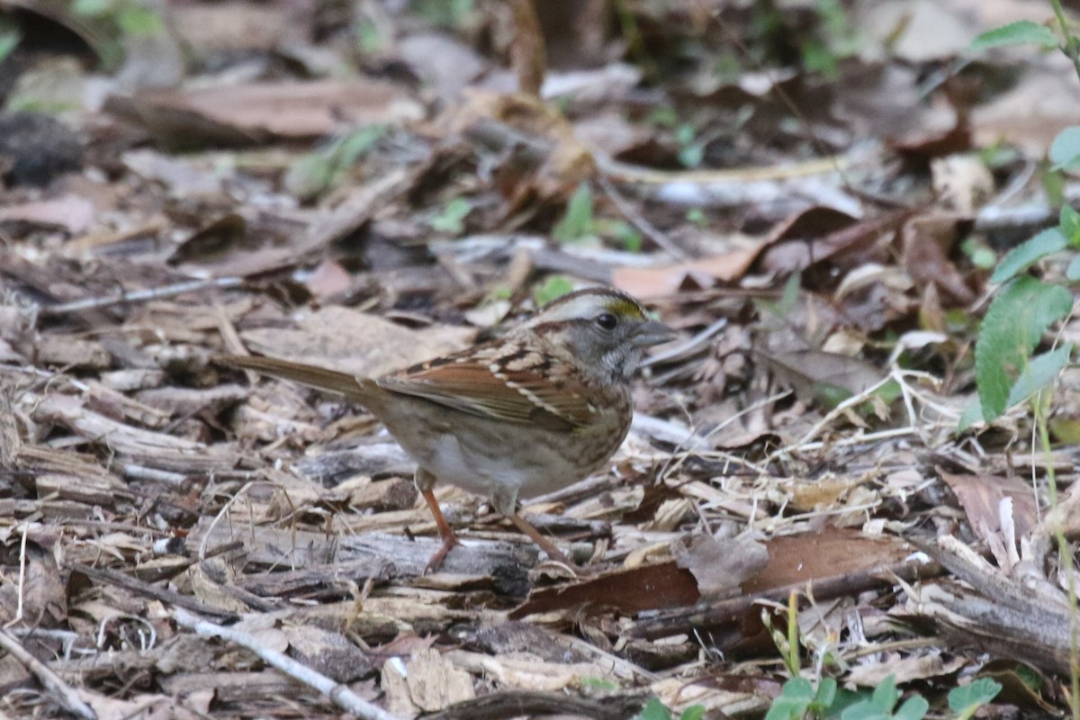 White-throated Sparrow - ML627879332