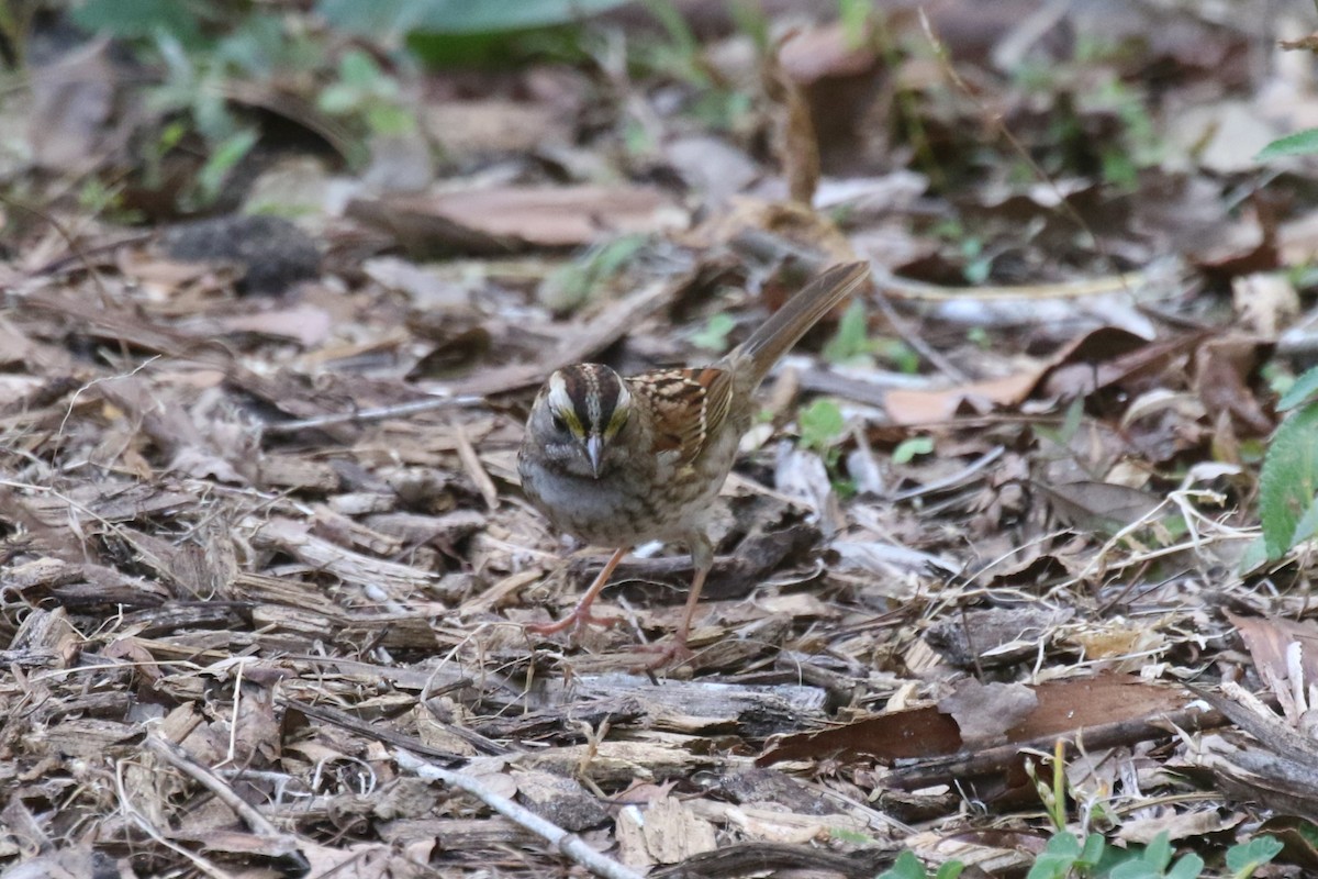 White-throated Sparrow - ML627879334