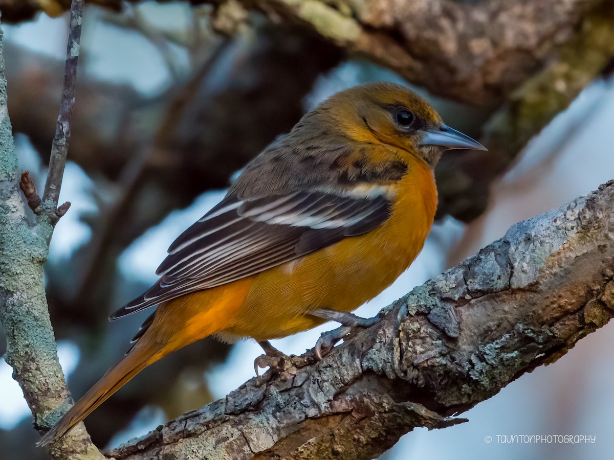 Baltimore Oriole - ML627879339