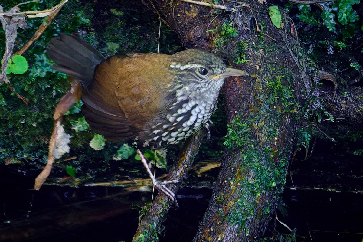 Sharp-tailed Streamcreeper - ML627879348