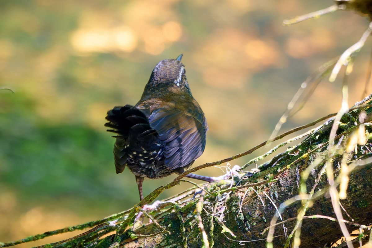 Sharp-tailed Streamcreeper - ML627879349