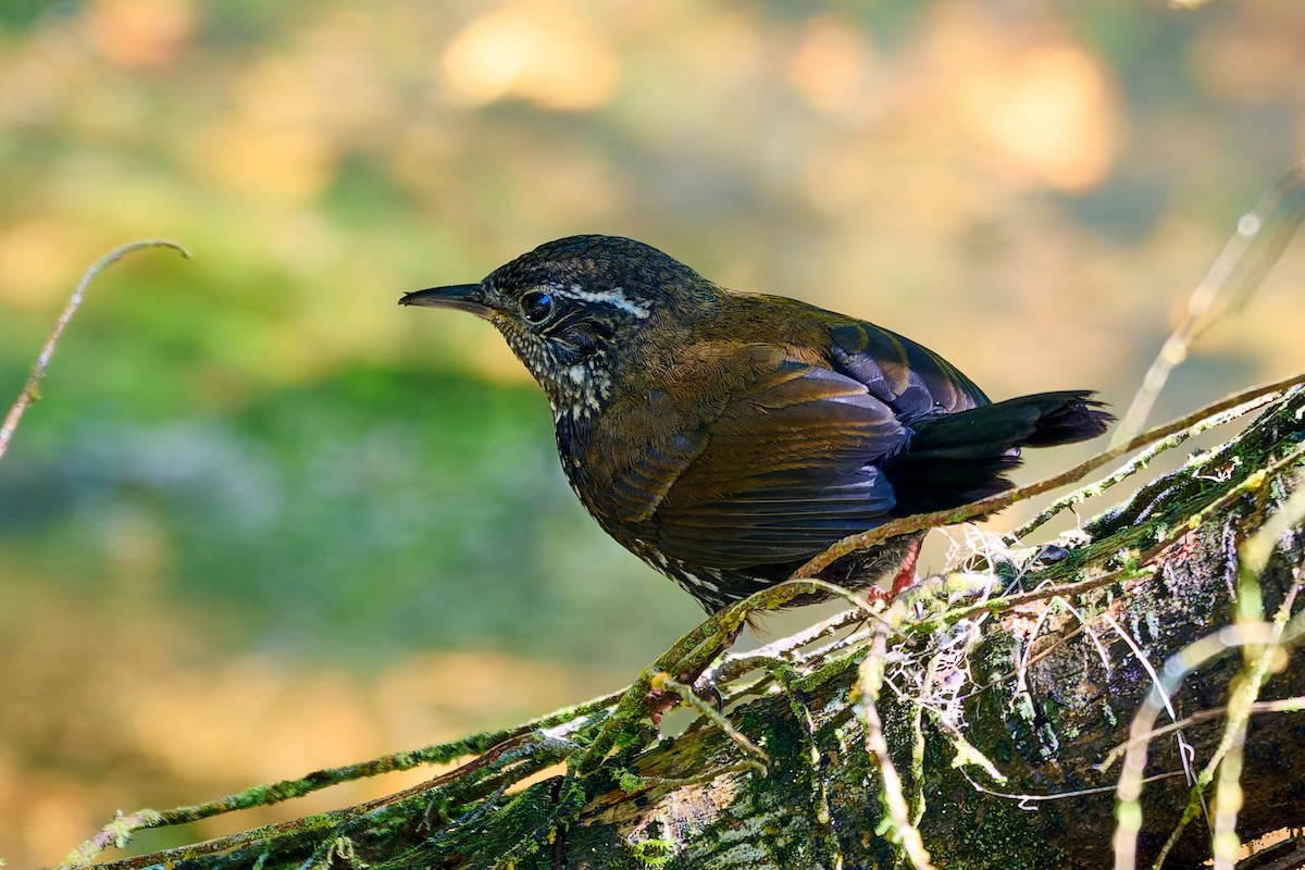 Sharp-tailed Streamcreeper - ML627879350