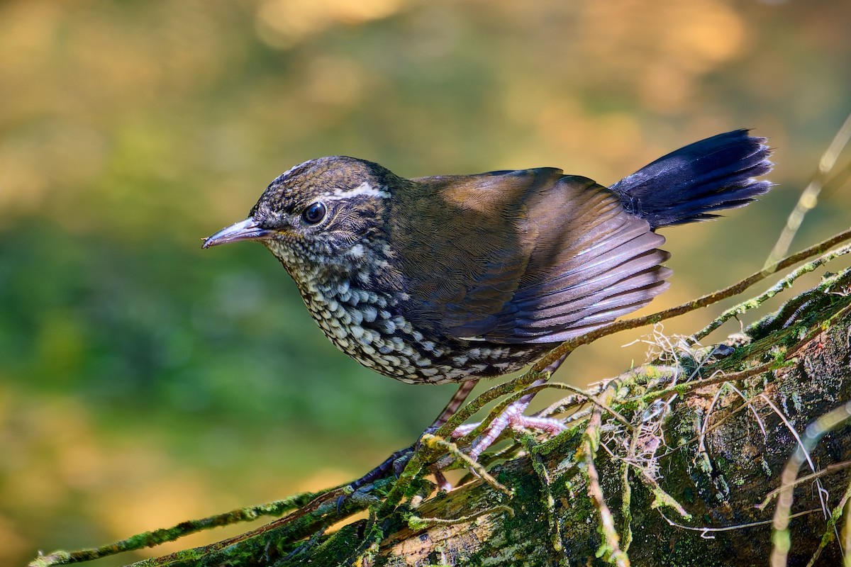 Sharp-tailed Streamcreeper - ML627879351