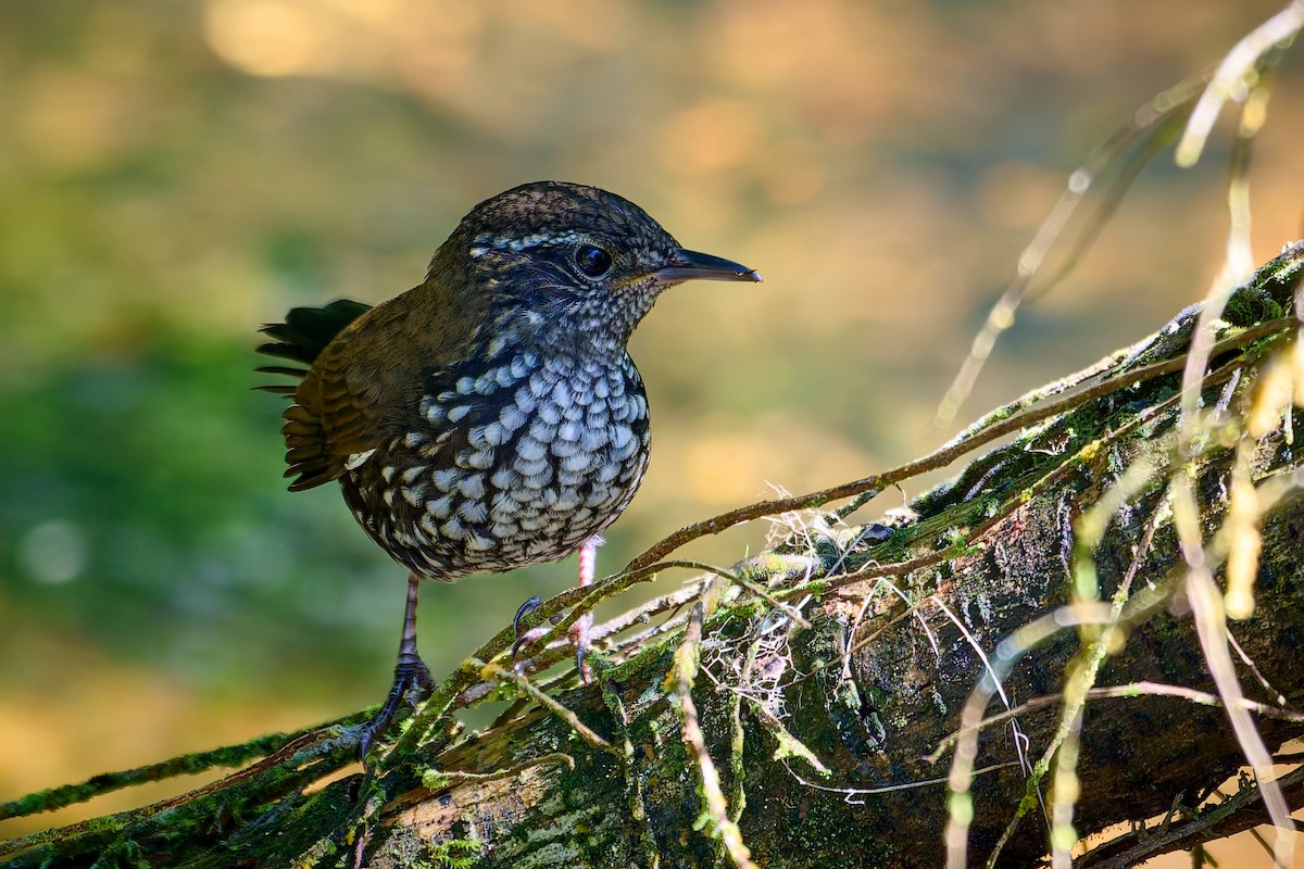 Sharp-tailed Streamcreeper - ML627879352