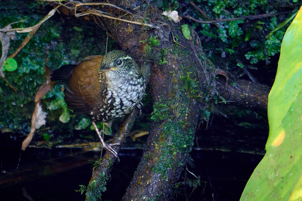 Sharp-tailed Streamcreeper - ML627879353