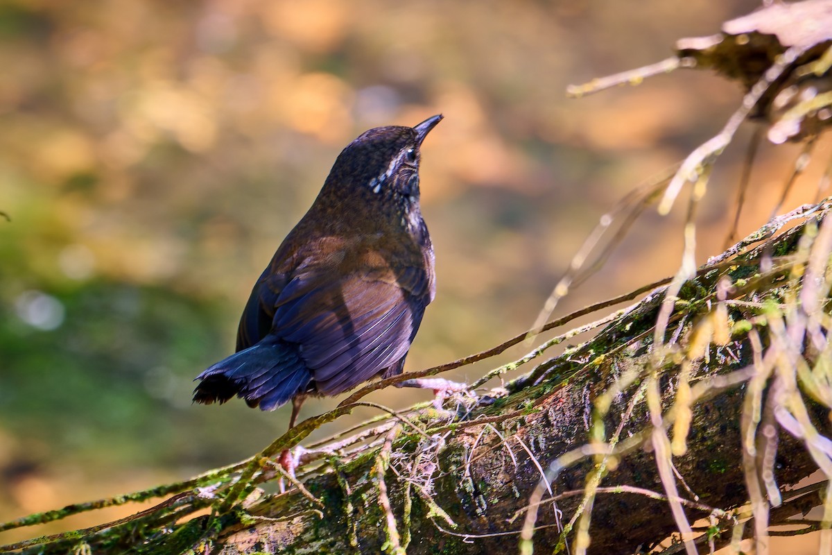 Sharp-tailed Streamcreeper - ML627879355