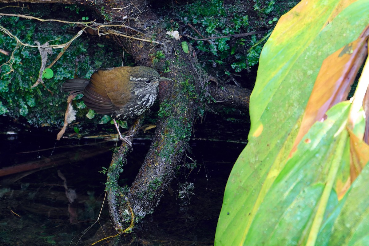 Sharp-tailed Streamcreeper - ML627879356