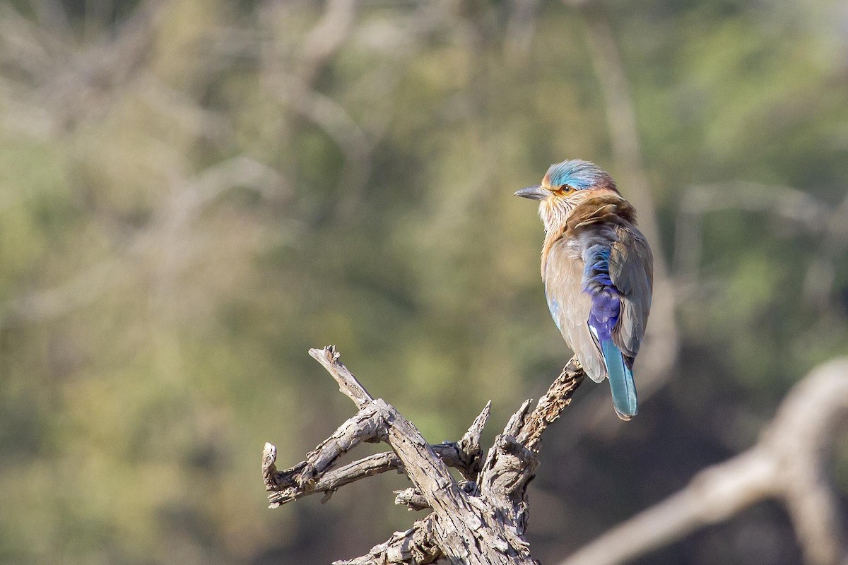 Indian Roller - ML627879604