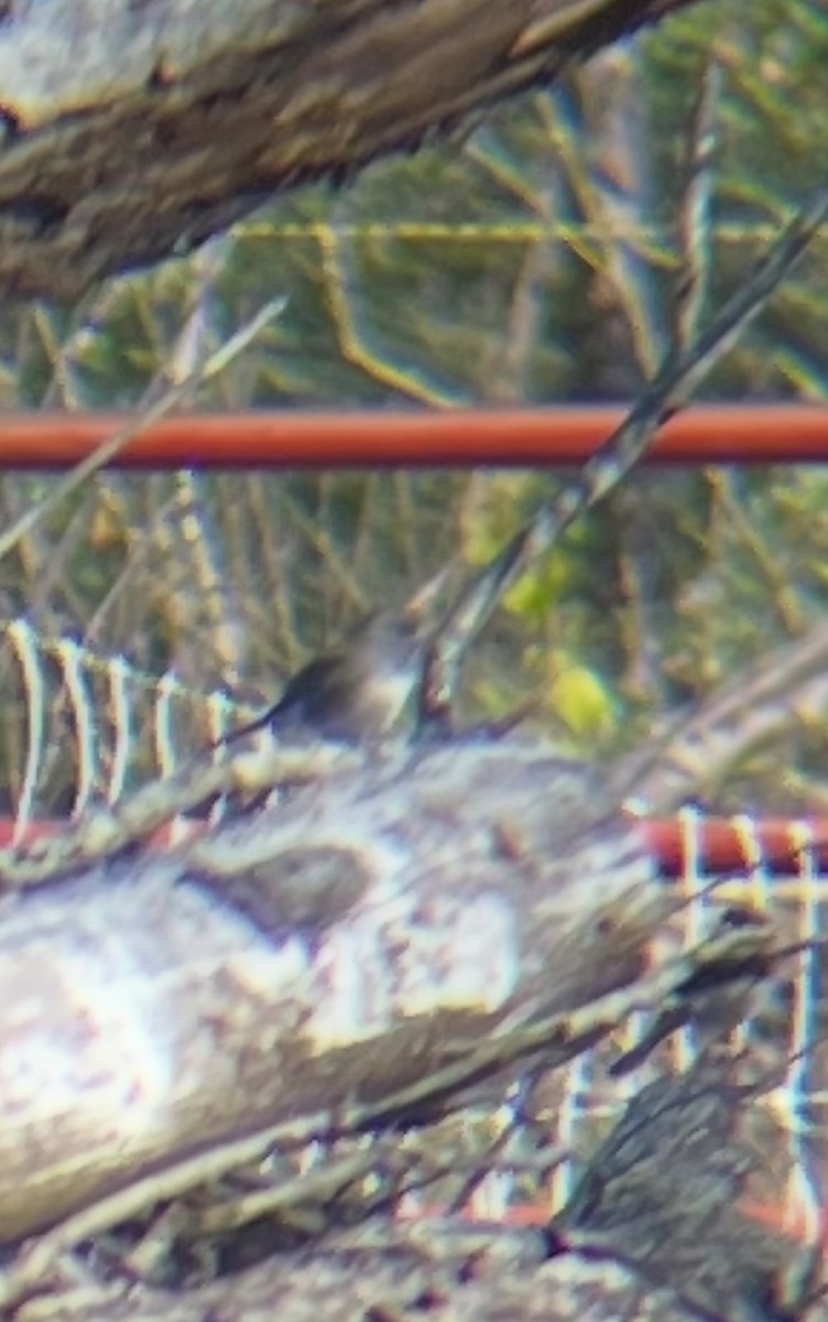 Dark-eyed Junco - ML627879668