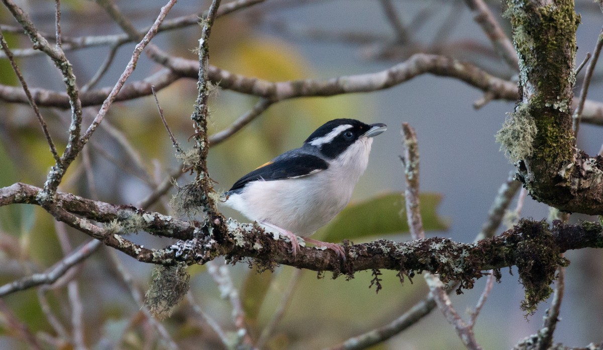 White-browed Shrike-Babbler (Blyth's) - ML627879671