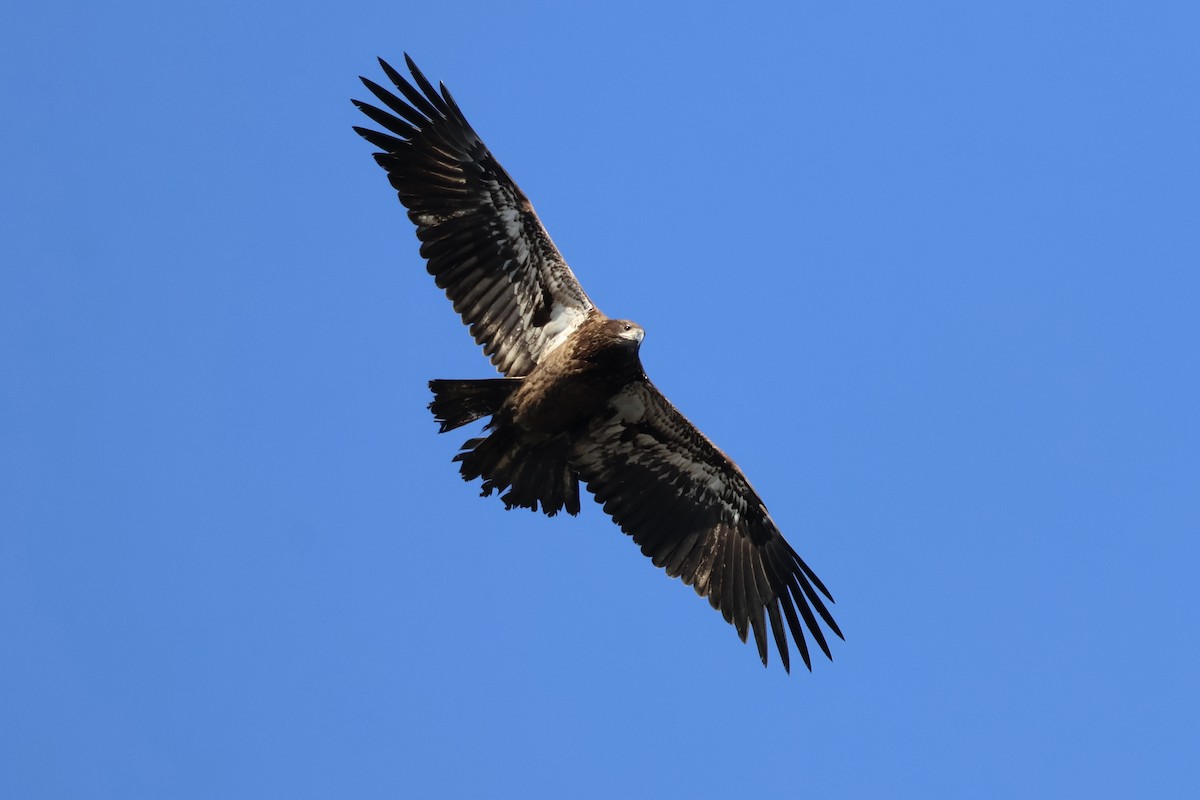 Bald Eagle - ML627879697