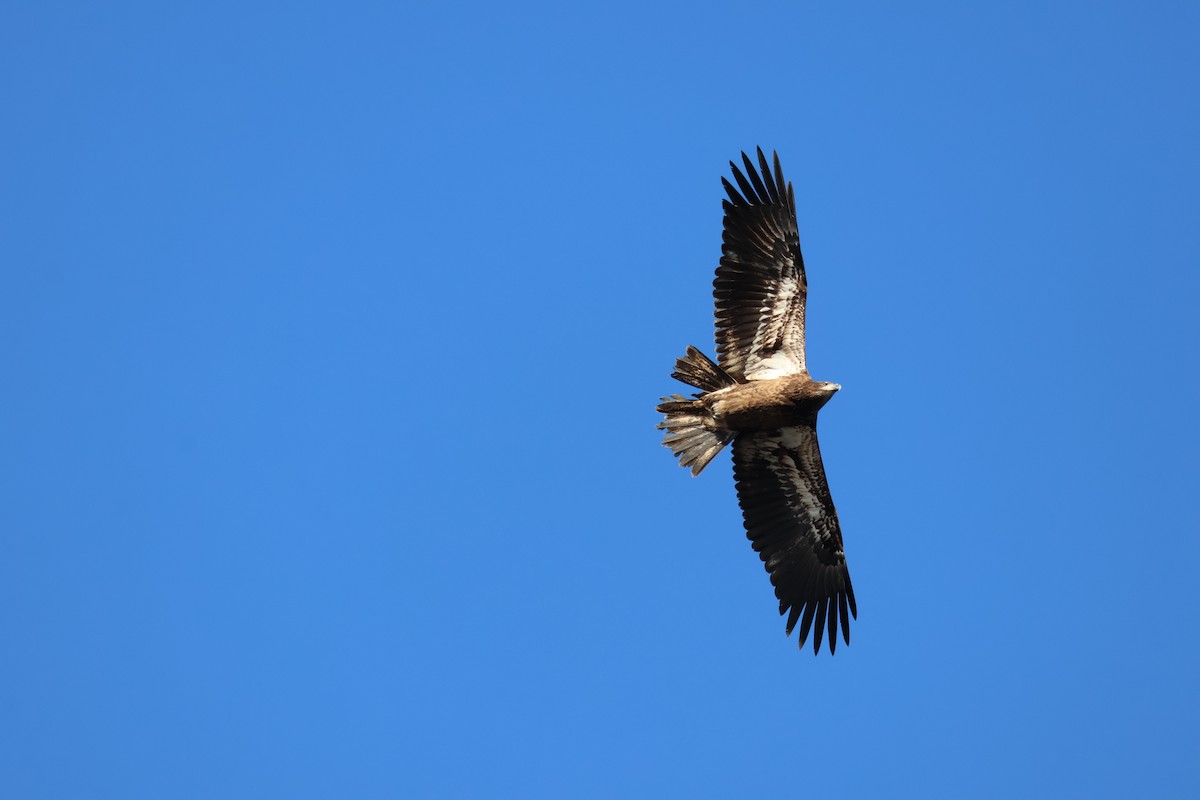 Bald Eagle - ML627879698