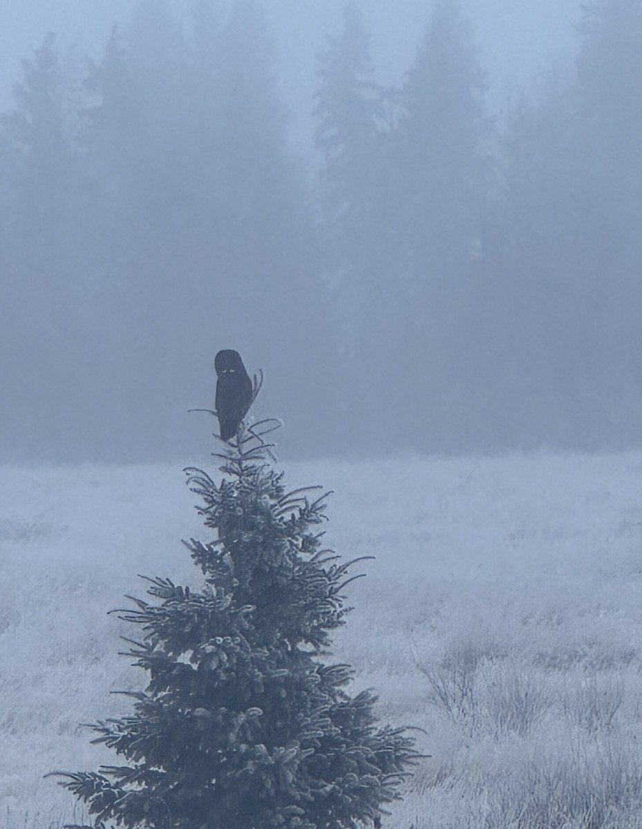 Great Gray Owl - ML627879710