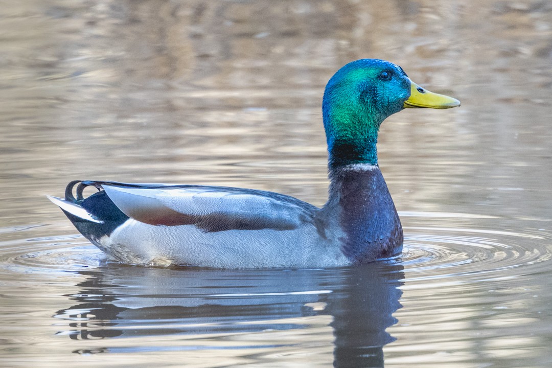 Mallard - ML627879724