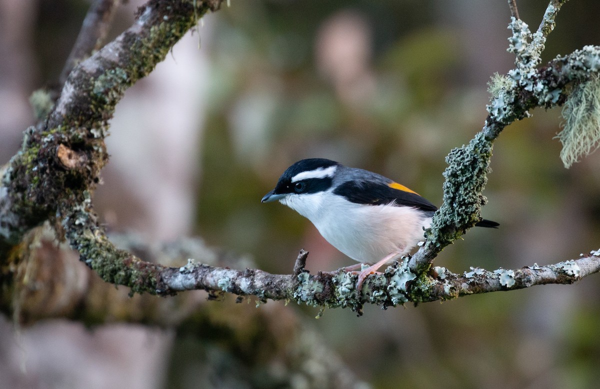 White-browed Shrike-Babbler (Blyth's) - ML627879726