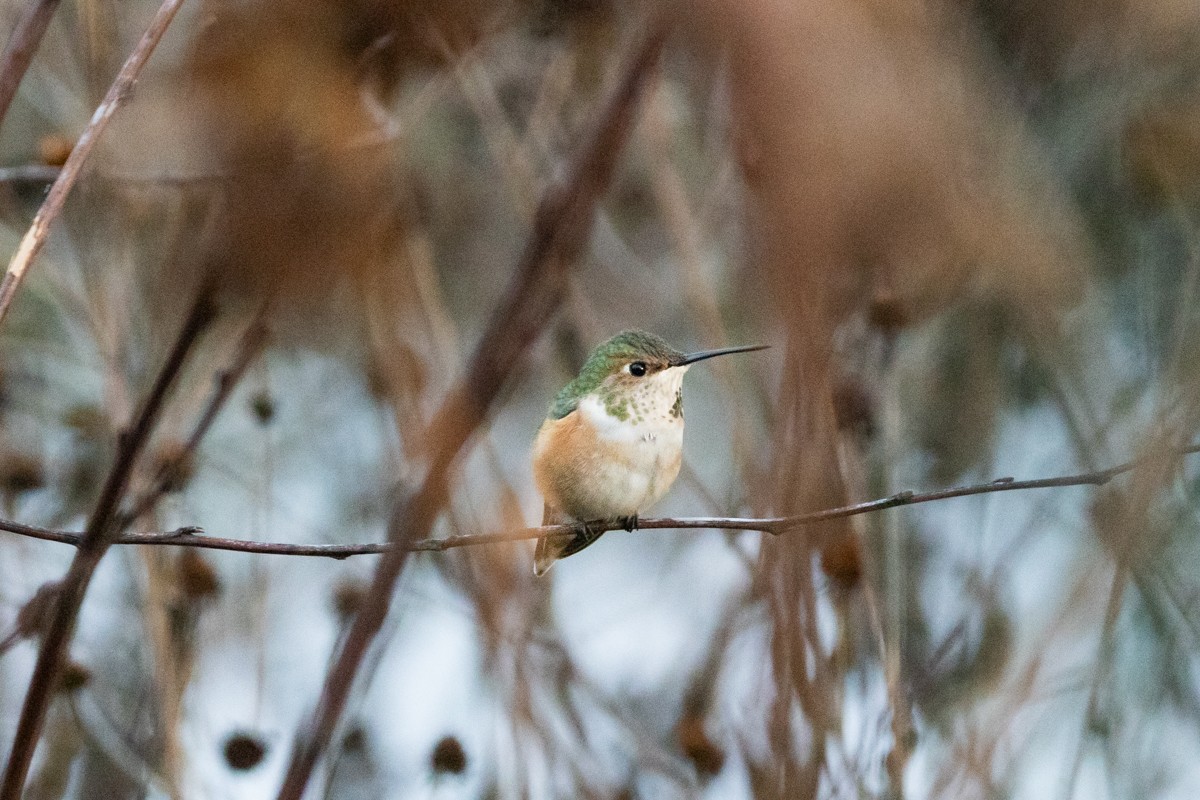 Rufous Hummingbird - ML627879759