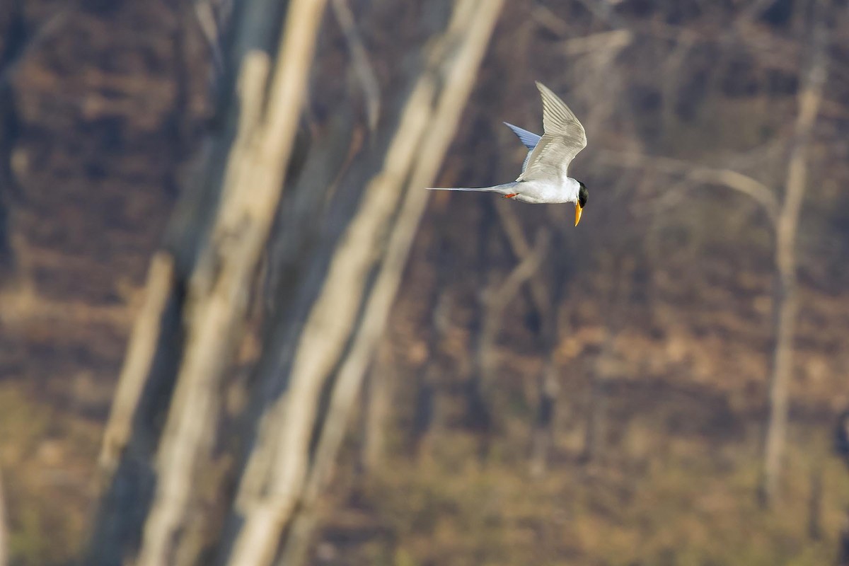 River Tern - ML627879834