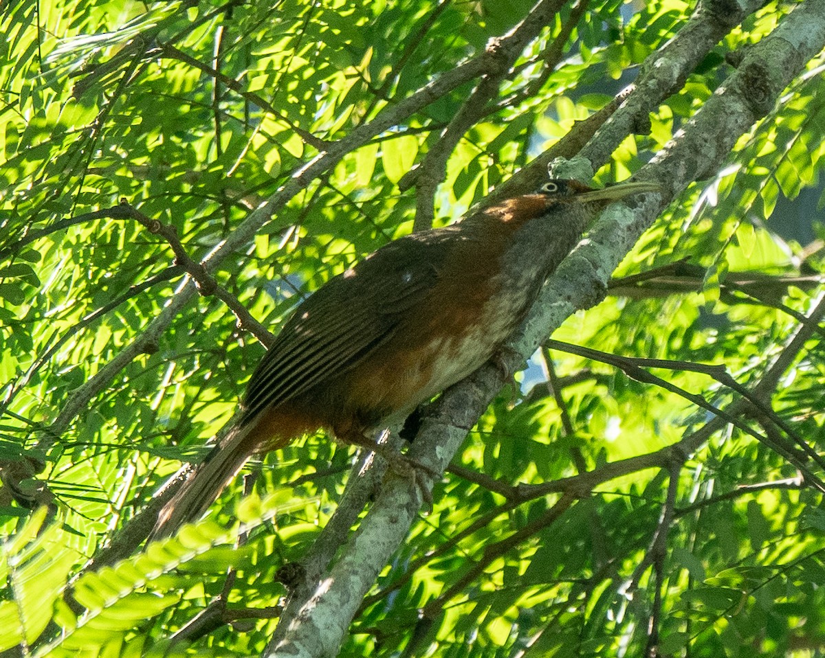 Rusty-cheeked Scimitar-Babbler - ML627879877