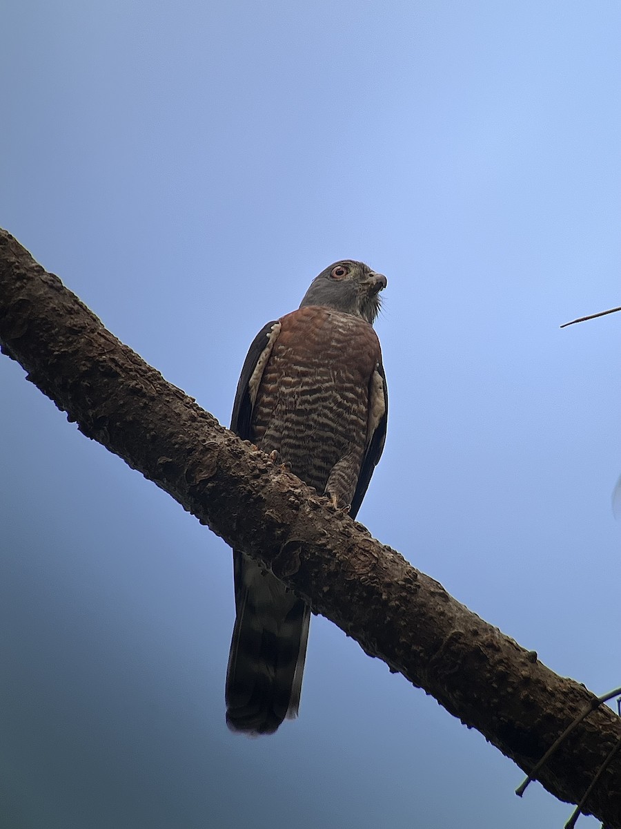 Double-toothed Kite - ML627879910