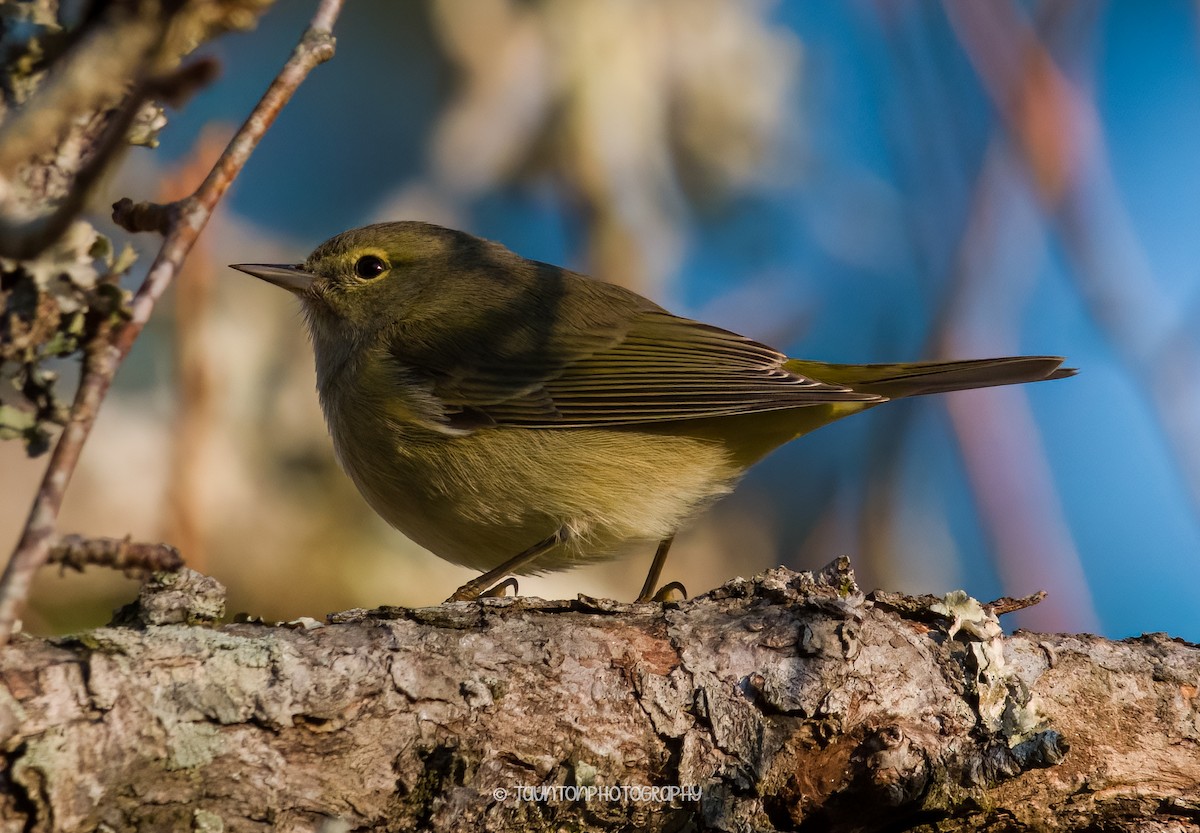 Orange-crowned Warbler - ML627879924