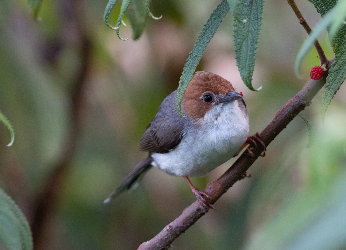 Chestnut-crested Yuhina - ML627879953