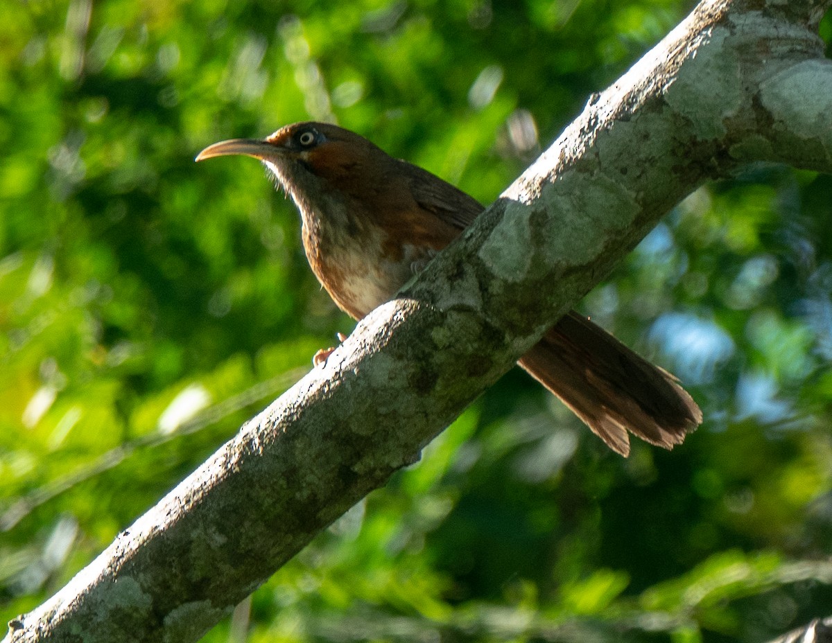 Rusty-cheeked Scimitar-Babbler - ML627879958