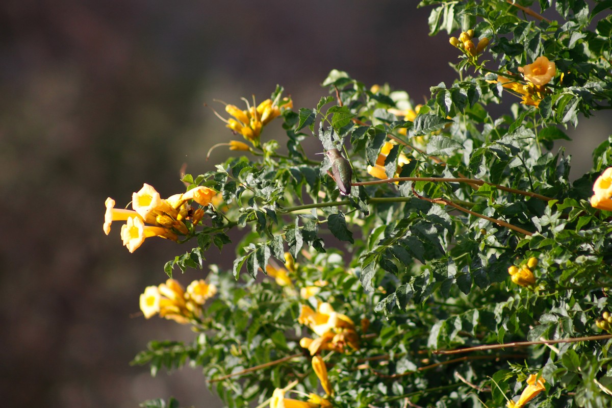 Broad-tailed Hummingbird - ML627880097