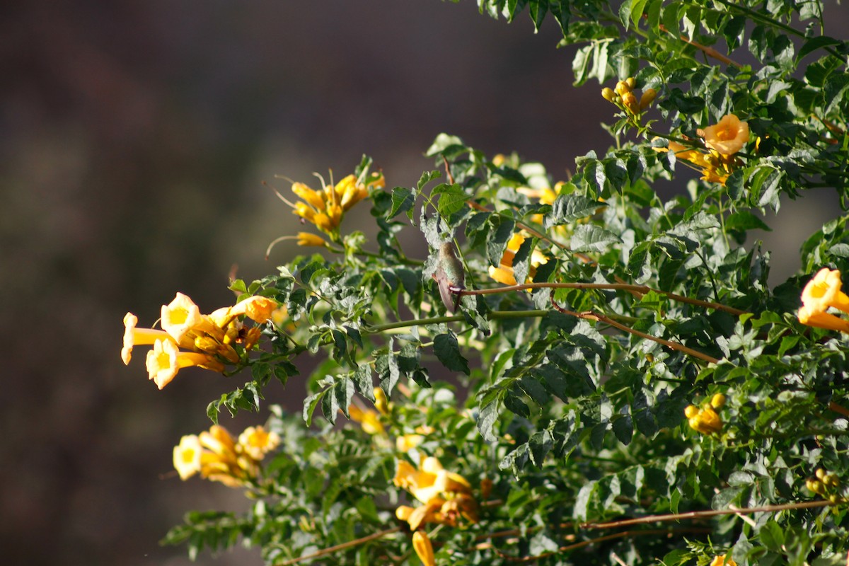 Broad-tailed Hummingbird - ML627880098