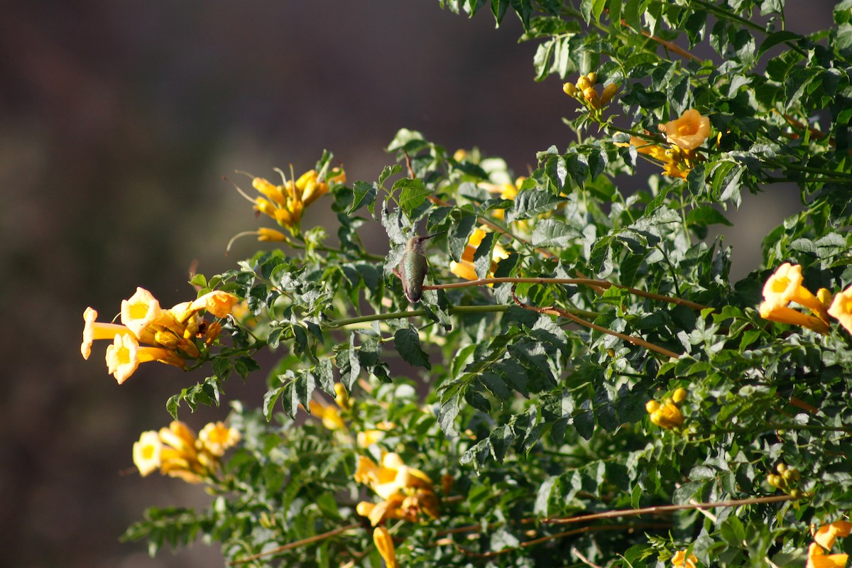 Broad-tailed Hummingbird - ML627880099