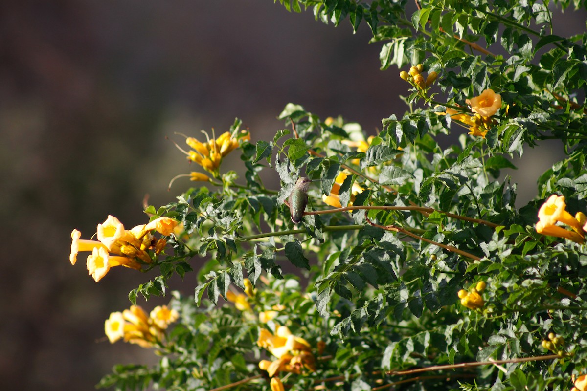 Broad-tailed Hummingbird - ML627880100