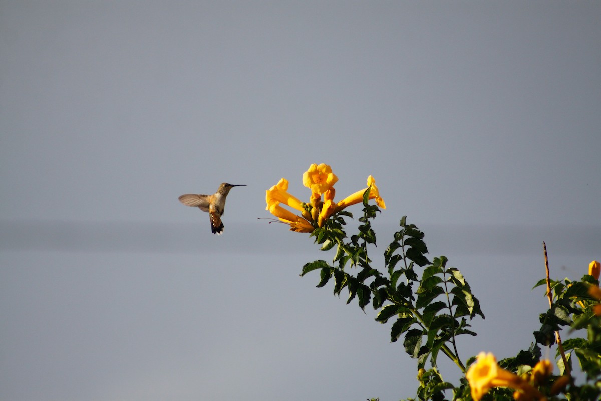 Broad-tailed Hummingbird - ML627880101