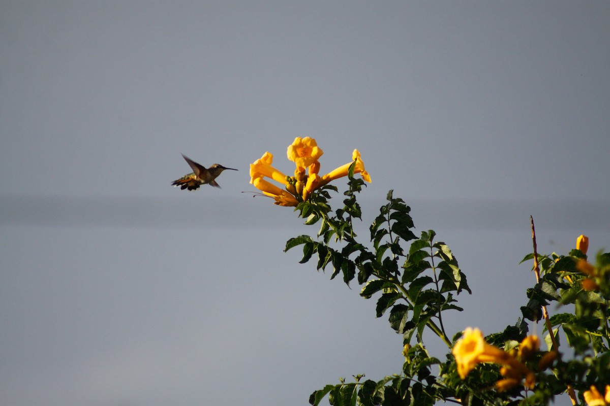 Broad-tailed Hummingbird - ML627880105