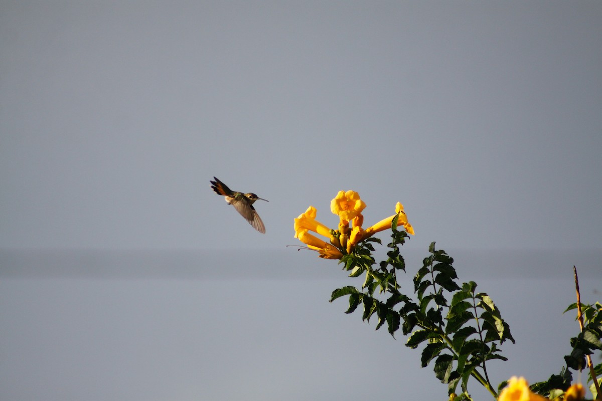 Broad-tailed Hummingbird - ML627880106