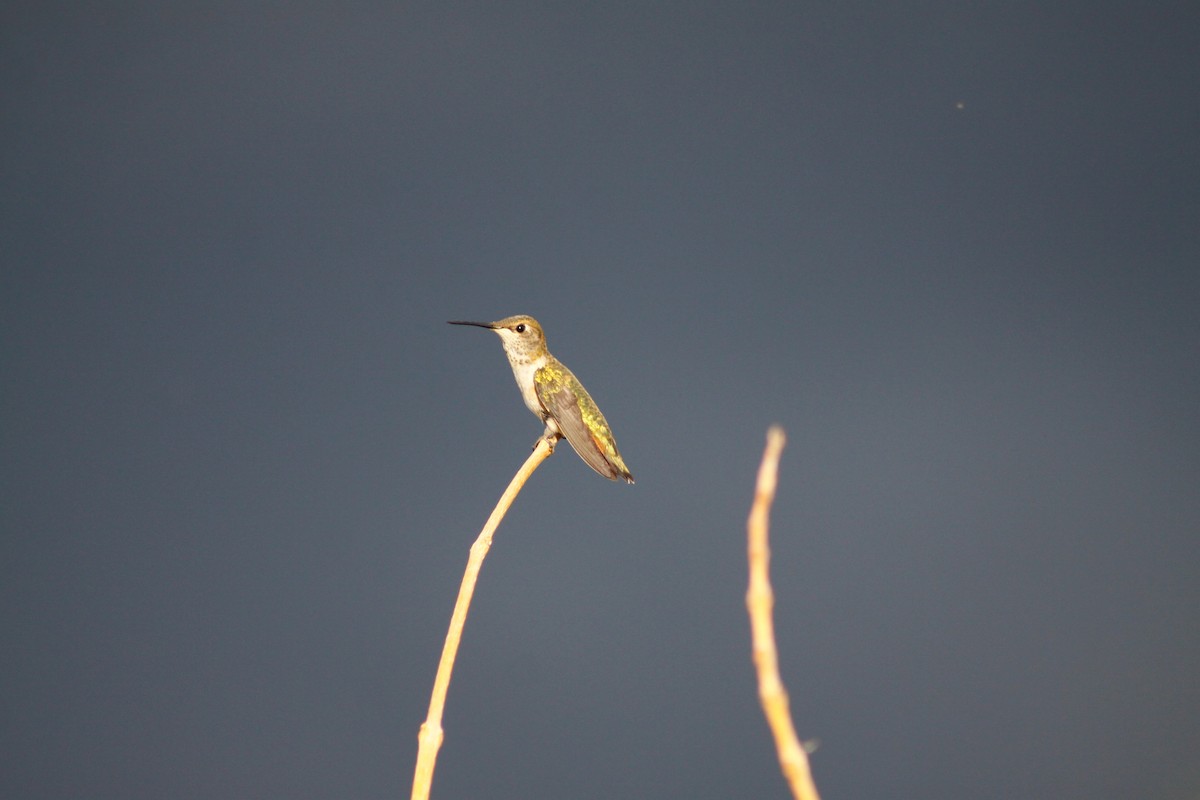 Broad-tailed Hummingbird - ML627880108