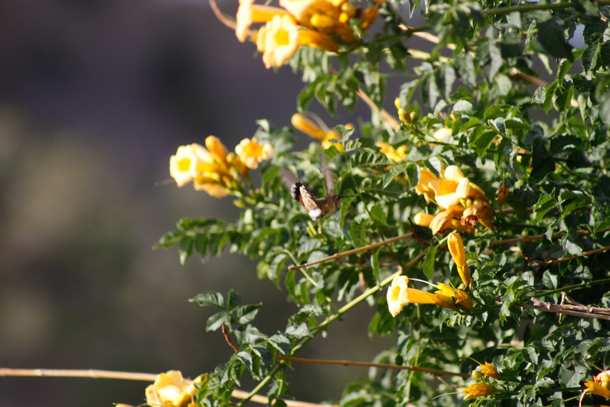 Broad-tailed Hummingbird - ML627880109