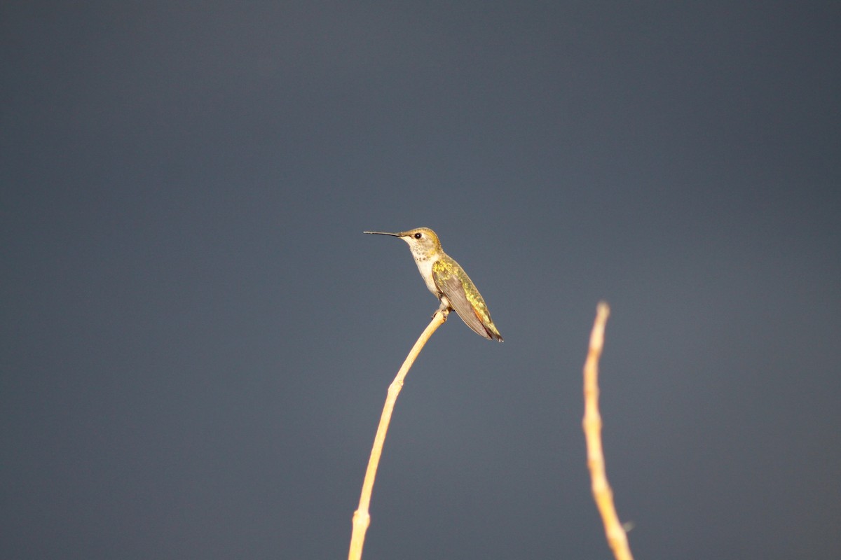 Broad-tailed Hummingbird - ML627880110