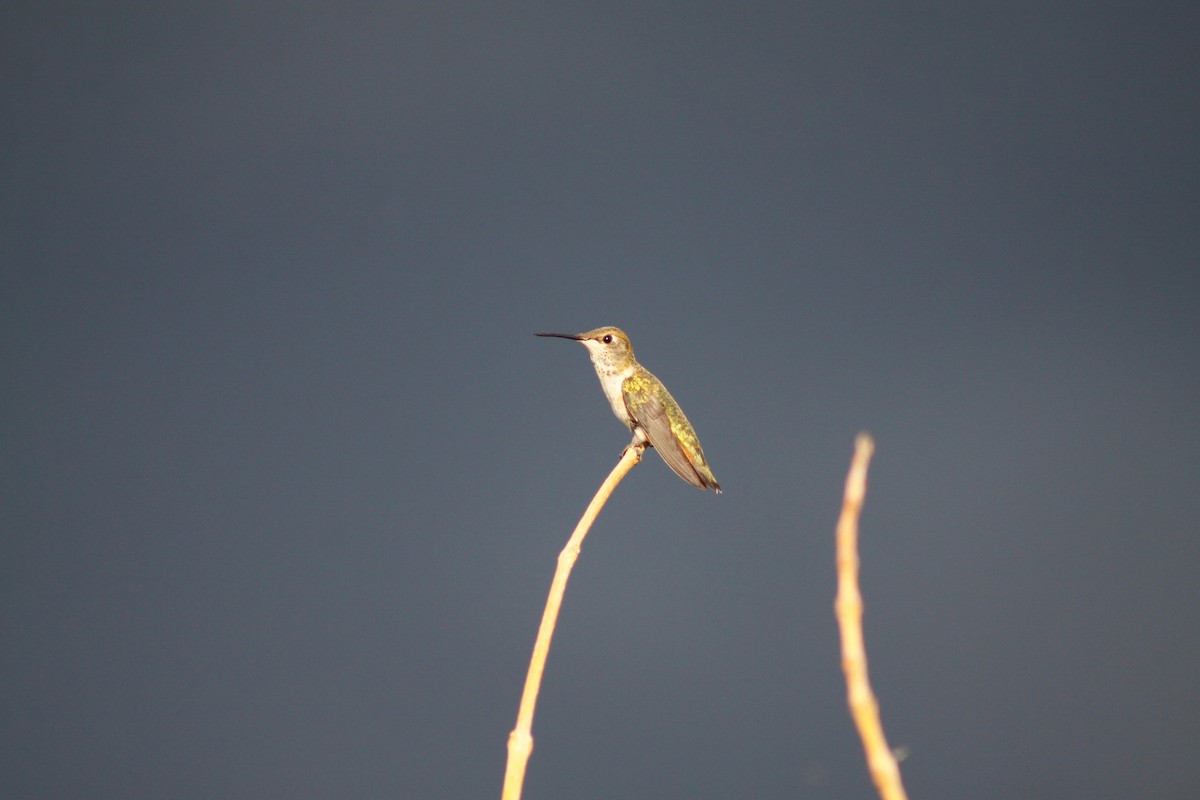 Broad-tailed Hummingbird - ML627880111