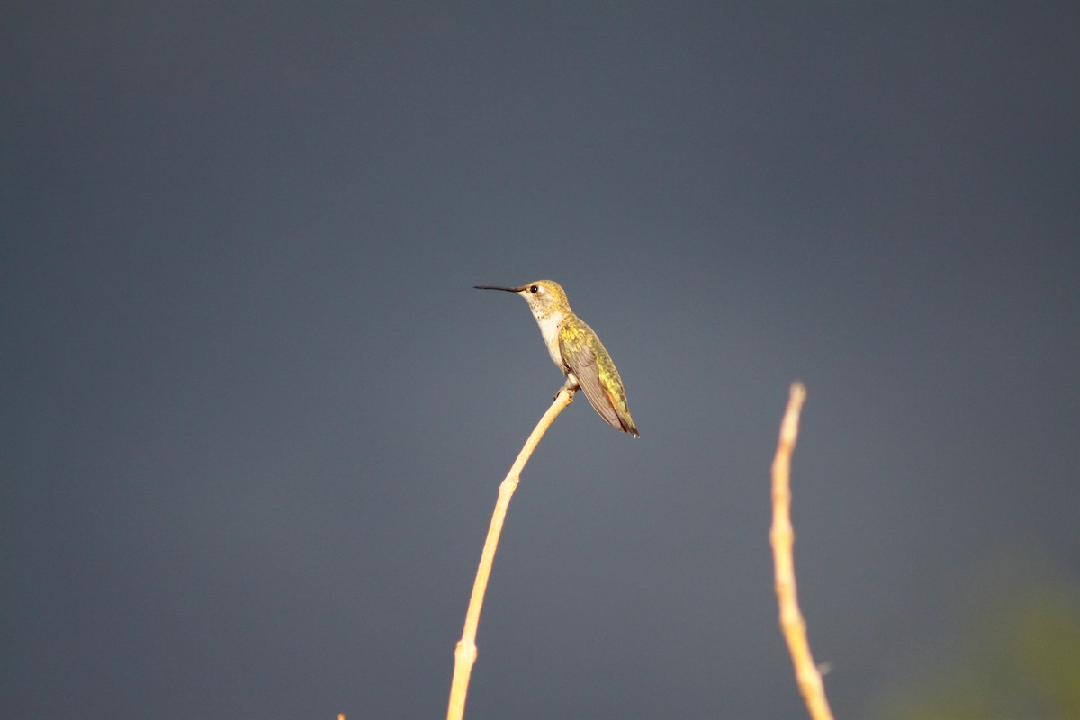 Broad-tailed Hummingbird - ML627880114