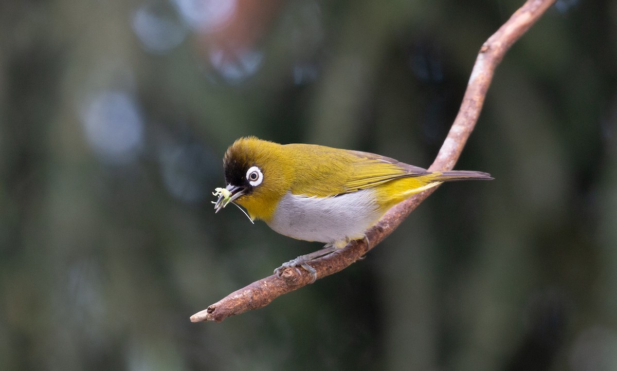 Black-capped White-eye - ML627880150