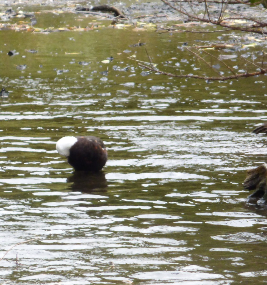 Paradise Shelduck - ML627880188