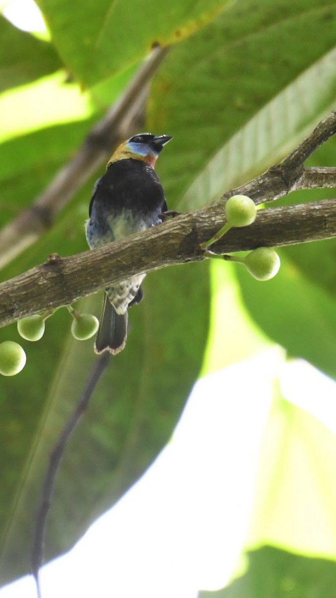 Golden-hooded Tanager - ML627880443