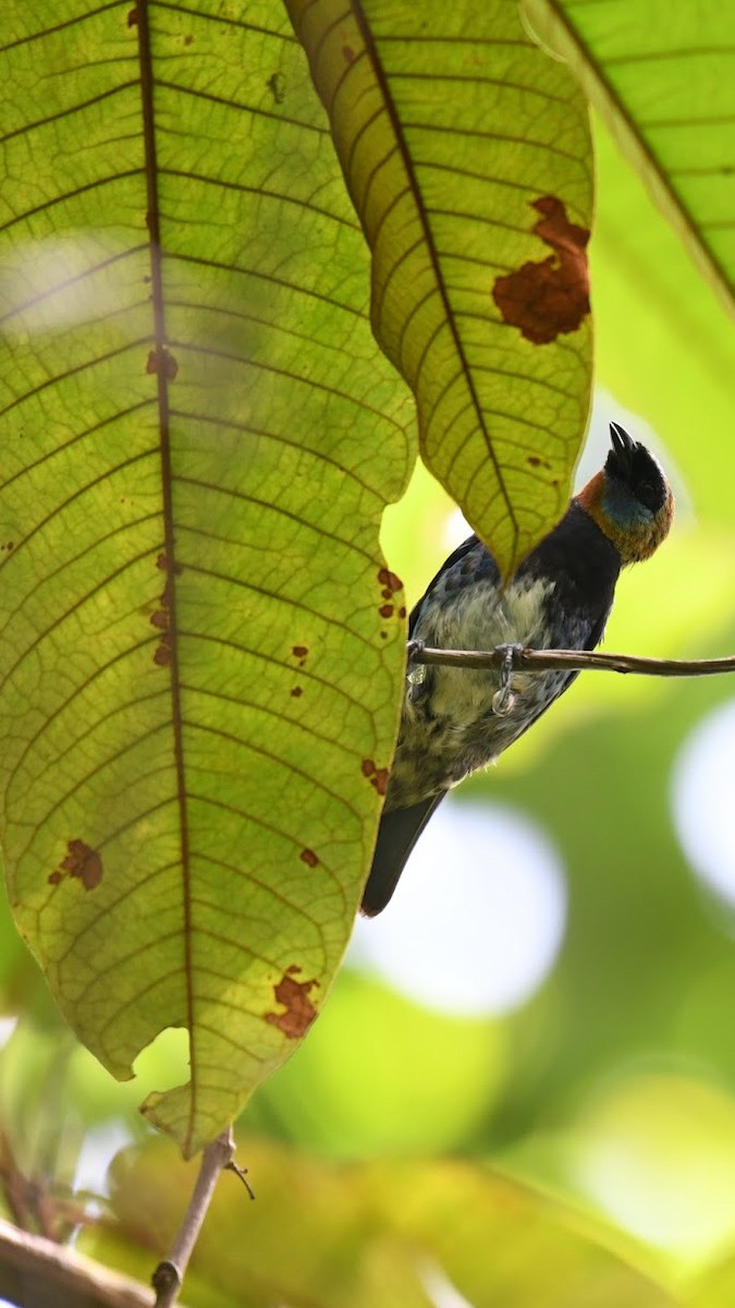 Golden-hooded Tanager - ML627880445