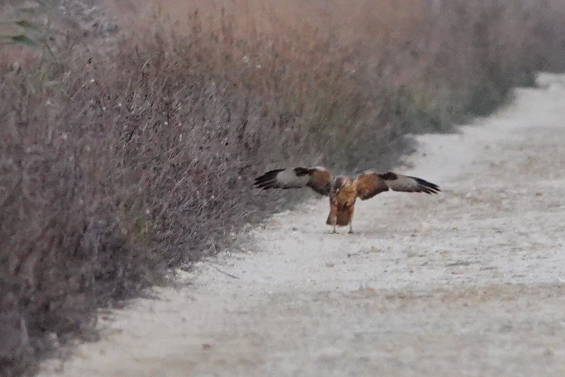 Long-legged Buzzard (Atlas) - ML627880467