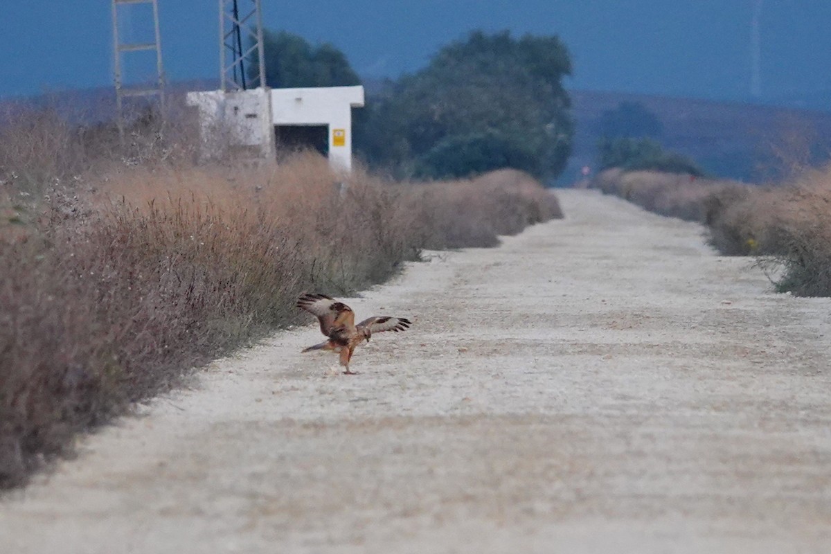 Long-legged Buzzard (Atlas) - ML627880468