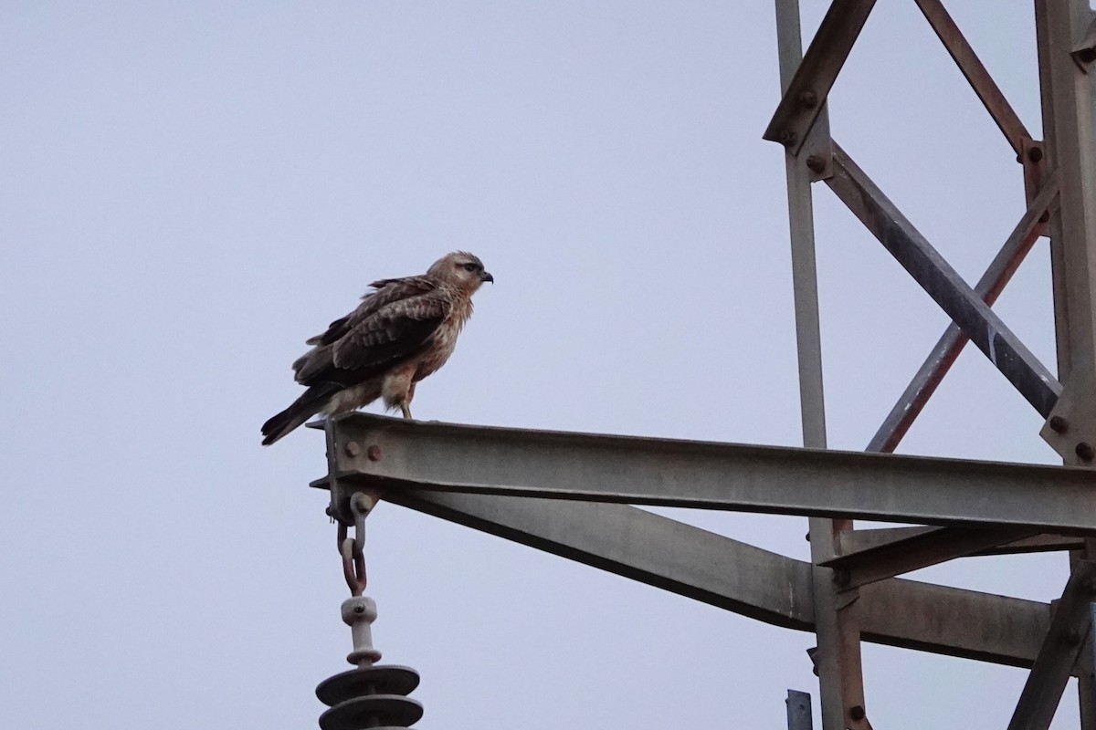 Long-legged Buzzard (Atlas) - ML627880469