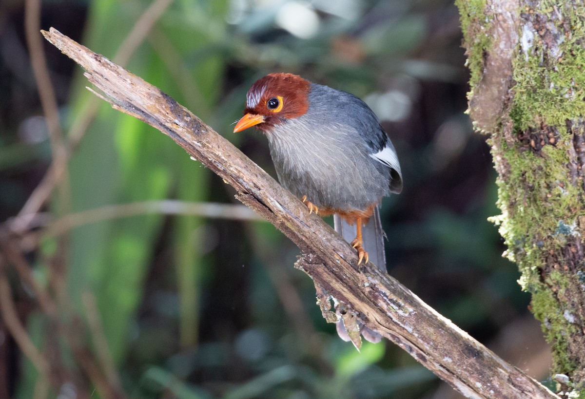 Chestnut-hooded Laughingthrush - ML627880505