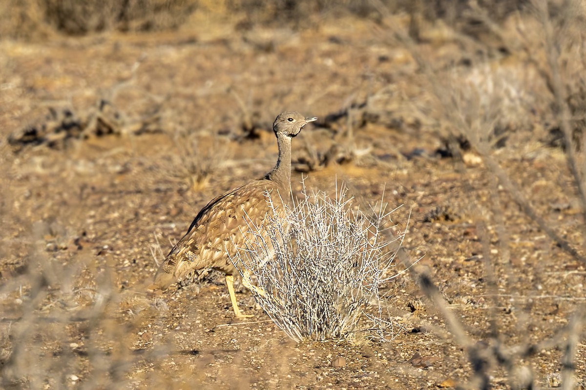 Karoo Bustard - ML627880515