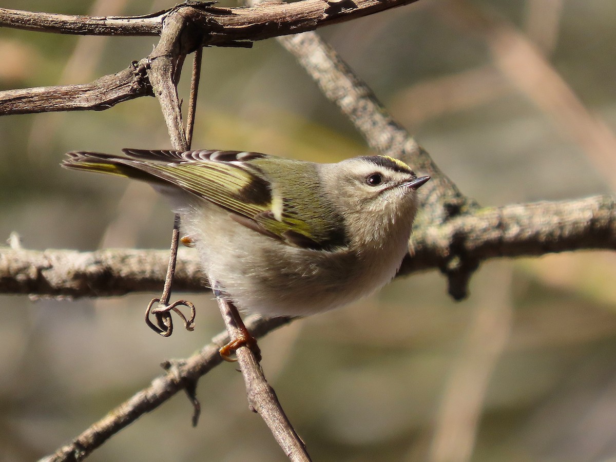 Golden-crowned Kinglet - ML627880588